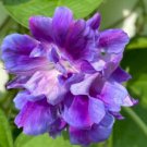 20 Seeds Spanish Blue Eyes Morning Glory Annual Climbing Vine 34 Flowers Garden