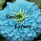 50 Seeds Zinnia Light Blue Color Flowers Garden