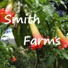 25 Seeds Red Yellow Angel Trumpet Brugmansia Datura Flowers Garden