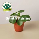 15 Seeds Pilea Peperomioides Flowers Garden