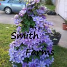 25 Seeds Lavender Purple Clematis Climbing Vine Bush Flowers Garden
