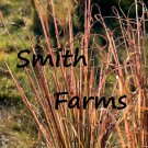 200 Seeds Vetiver zizanioides Ground Cover Grass Ornamental Flowers Garden