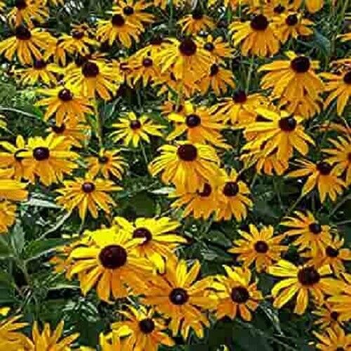 50 Seeds Ozark Gold Cone Echinacea Perennial 36 Flowers Garden