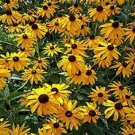 50 Seeds Ozark Gold Cone Echinacea Perennial 36 Flowers Garden
