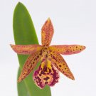 15 Seeds Orchid Rustic Spots house Flowers Garden