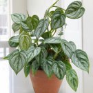 15 Seeds Philodendron brandtianum house Flowers Garden