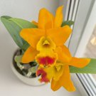 15 Seeds Orchid Netrasiri Starbright house Flowers Garden