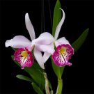15 Seeds Orchid Taiwan Big Lip Tree Flowers Garden