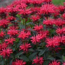 100 Seeds Red Velvet Bee Balm Bloom Hummingbird 3 Flowers Garden