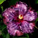 20 Seeds Dark Purple Pink HibiscusPerennial Bloom 49 Flowers Garden