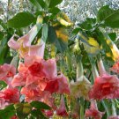 10 Seeds Perfektion Angel TrumpetBrugmansia Datura Flowers Garden