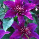 25 Seeds Dark Purple Pink Clematis Bloom Perennial 9 Flowers Garden