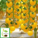 50 Seeds Snowberry Tomato Tomatoe Vegetable Edible Canning Flowers Garden