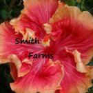 50 Seeds Red Orange Hibiscus Flowers Garden