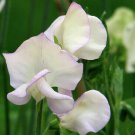 10 Seeds Snow White Sweet Pea Lathyrus Belinensis Beautiful Flowers Garden