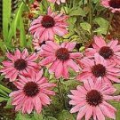 50 Seeds Pink Cone Echinacea Perennial 36ER Flowers Garden