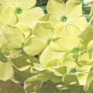 50 Seeds Yellow Phlox Perennial 56Bee Butterfly Flowers Garden