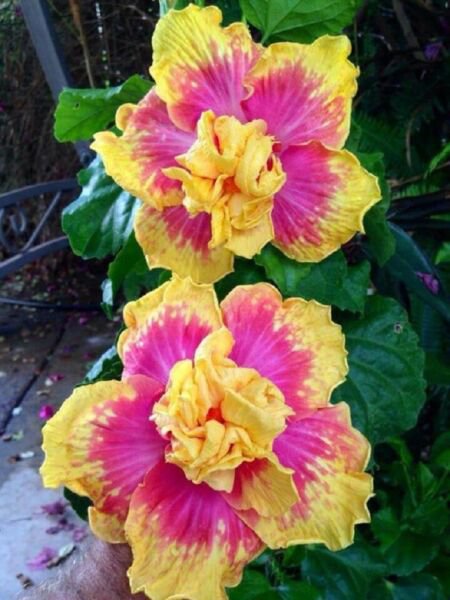 20 Seeds Double Pink Yellow Hibiscus Hardy Exotic Perennial 40 Flowers Garden