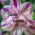 25 Seeds Variegated Impatiens Impatiens spp. Flowers Garden