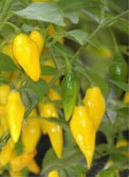 25 Seeds Pepper Yellow Lemon Drop Fresh Vegetables Healthy Flowers Garden