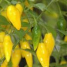 25 Seeds Pepper Yellow Lemon Drop Fresh Vegetables Healthy Flowers Garden