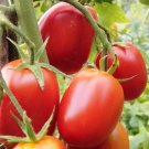 50 Seeds Debaro Tomato Juicy Tomatoe Vegetable Flowers Garden
