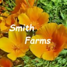 100 Seeds ORANGE CALIFORNIA POPPY GIANT Flowers Garden