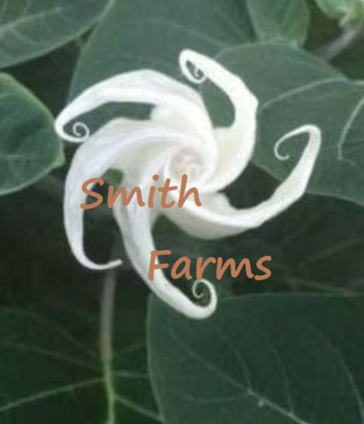 25 Seeds Huge White Moon Flowers Garden