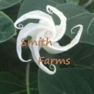 25 Seeds Huge White Moon Flowers Garden