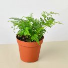 25 Seeds Rabbits Foot Fern Flowers Garden