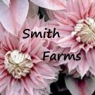 25 Seeds Double Light Pink Clematis Beautiful ing Flowers Garden