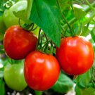 50 Seeds Glacier Tomato Juicy Tomatoe Vegetable Flowers Garden