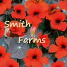 25 Seeds Red Nasturtium Empress Of India Flowers Garden