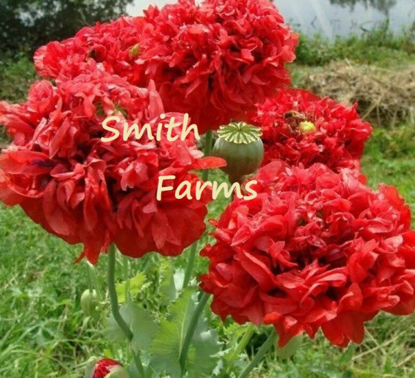 200 Seeds Double Red Peony Poppy New Crop Flowers Garden