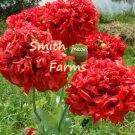 200 Seeds Double Red Peony Poppy New Crop Flowers Garden