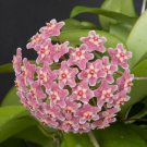 15 Seeds HoyaDee s Big One house Flowers Garden
