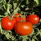 50 Seeds Creole Original Tomato Juicy Tomatoe Vegetable Flowers Garden