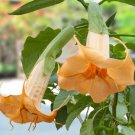15 Seeds TrumpetOrange Julius house Flowers Garden