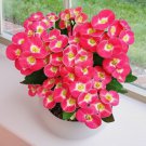 15 Seeds Crown of ThornsDwarf Pixie Party house Flowers Garden