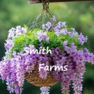 25 Seeds Lavender Trailing Verbena Verbena canadensis Purple Flowers Garden