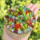 200 Seeds Rare Mixed Succulent Vibrant Beautiful Perfect for Indoor ing Flowers Garden