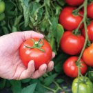 50 Seeds Estiva Tomato Juicy Tomatoe Vegetable Flowers Garden