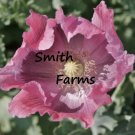 200 Seeds The Giant Pink Poppy Flowers Garden