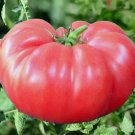 50 Seeds Brandywine Pink Tomato Juicy Tomatoe Vegetable Flowers Garden