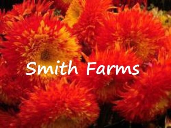 50 Seeds Red Teddy Bear Sun Flowers Garden