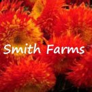 50 Seeds Red Teddy Bear Sun Flowers Garden