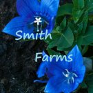 25 Seeds PLATYCODON Deep Sea Blue BALLOON Perennial Flowers Garden