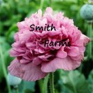 200 Seeds Violetta Blush Poppy Flowers Garden