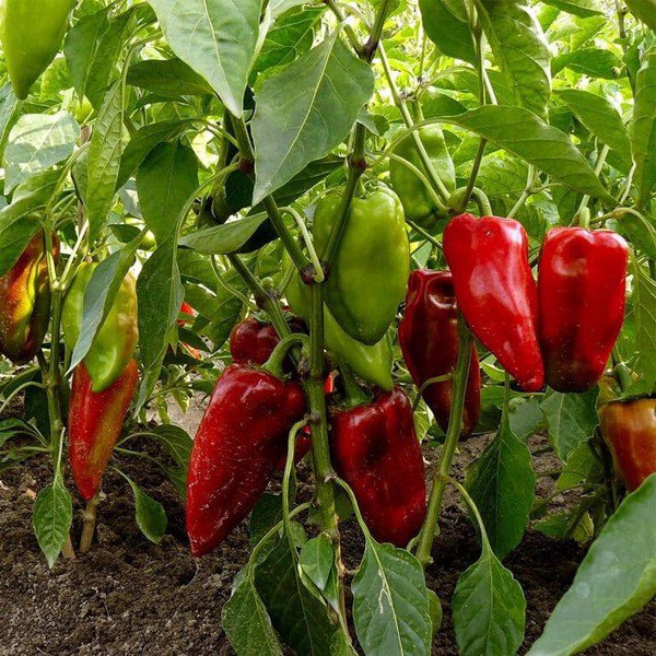 25 Seeds Carmen Pepper Fresh Vegetables Healthy Flowers Garden