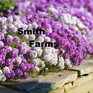 25 Seeds Magic Circle Mix Alyssum Flowers Garden